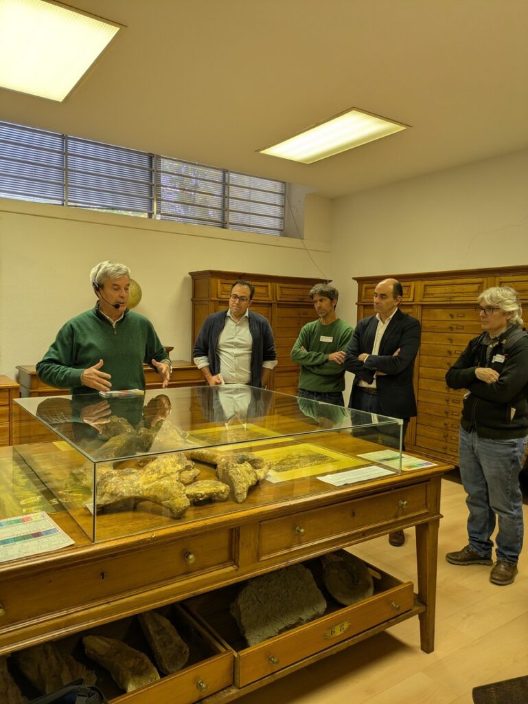 Dinosaur fossil bones found during railway constructions in the XIX century.